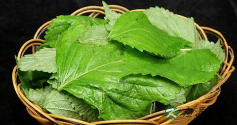 有肠炎能吃紫苏叶吗