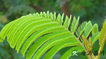 含羞草为什么会害羞