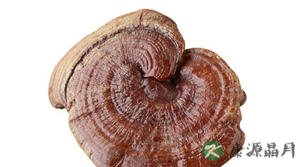 灵芝的功效与作用及食用方法