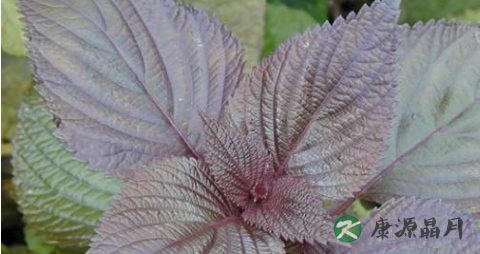 紫苏茶的功效与作用