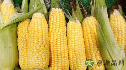 玉米须功效大 玉米须的13个药用偏方