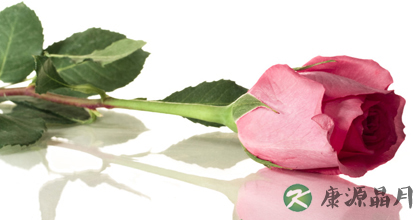 玫瑰花的中药用途