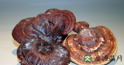 灵芝的食用方法有哪些