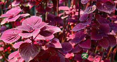 紫苏子叶能治痔疮吗