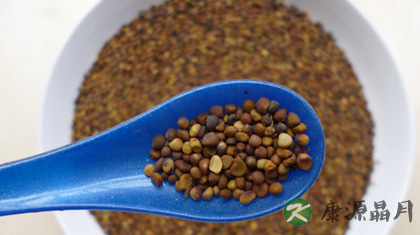 菟丝子可以泡水喝吗