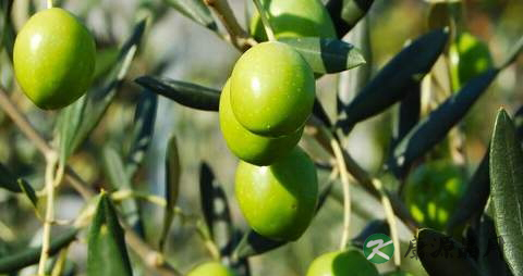 胃火大吃什么食物好