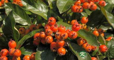 临产前的症状 临产前的症状