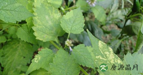 紫苏能降血压吗