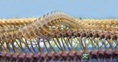 尾椎骨疼痛怎么办 尾椎骨疼痛怎么办