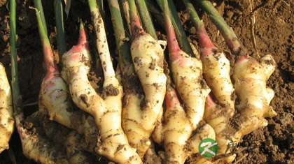 生姜擦头皮能生发吗