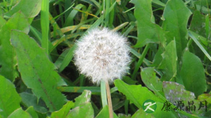 蒲公英的副作用