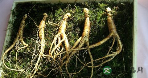 免煎药与熬药有区别吗