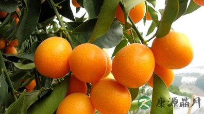 金桔的作用