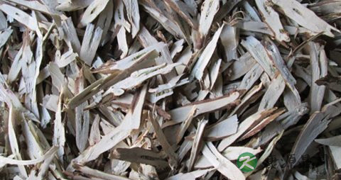 紫苏根可以治愈痔疮吗