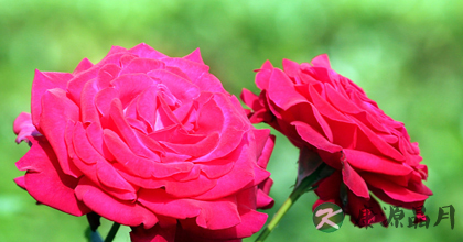 月季花的功效与作用