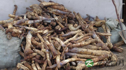 食用肉苁蓉的禁忌有哪些