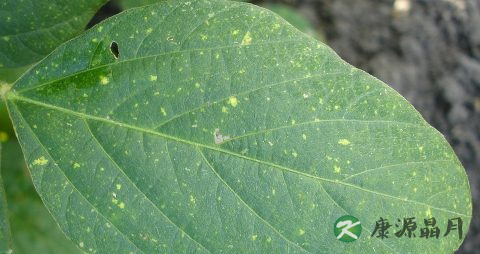 食物中毒怎么会肚子痛