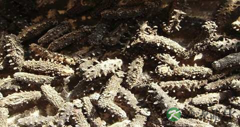 白血病吃海参好吗