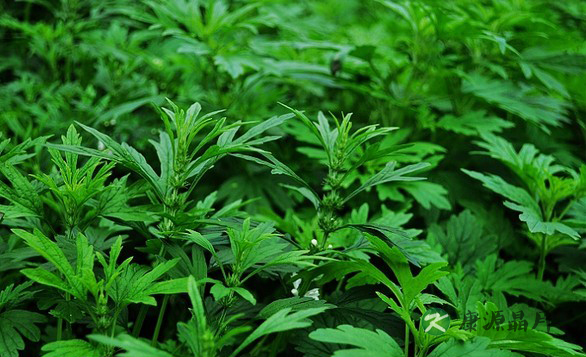 四物汤帮你有效缓解痛经