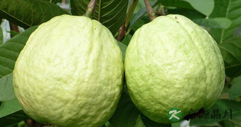 芭乐吃多了会上火吗 芭乐吃多了会上火吗