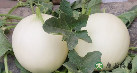 甜瓜吃多了会上火吗