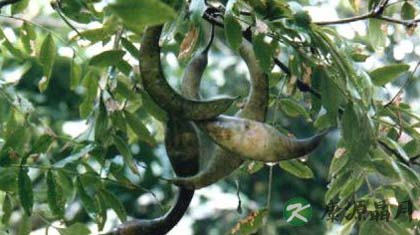 猪牙皂的功效与作用_猪牙皂的药用价值