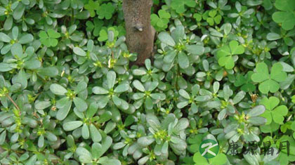 马齿苋的药用价值