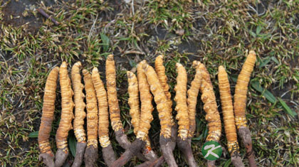 西藏那曲冬虫夏草