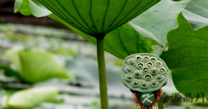莲子心的作用与功效 清热凉血降血压