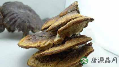 野生灵芝强大的滋补功效