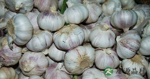 大蒜发芽能吃吗