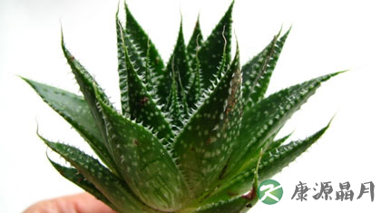 芦荟的功效与作用