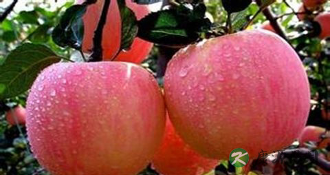 男人睡眠不足吃什么好