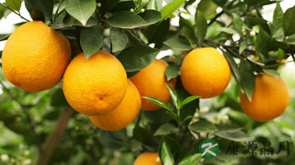 橙子皮的功效