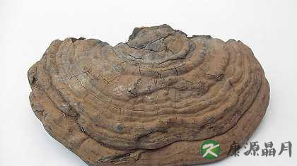 野生灵芝强大的滋补功效