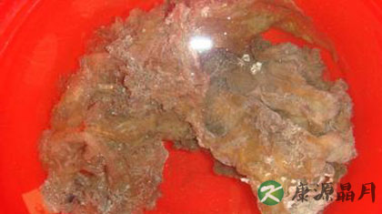 太岁是什么东西