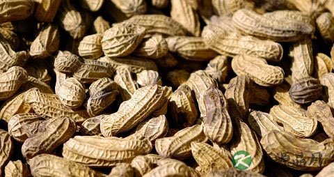 水煮花生吃多了会上火吗 水煮花生吃多了会上火吗