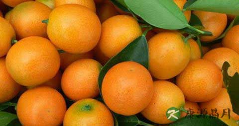 金桔吃多了会上火吗 金桔吃多了会上火吗