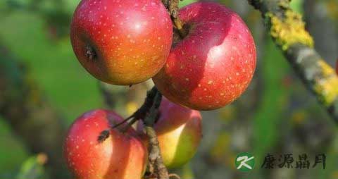 煮苹果吃多了会上火吗 煮苹果吃多了会上火吗