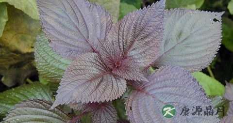 紫苏叶糖尿病人能吃吗