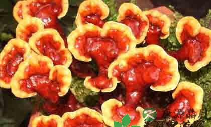 几种养生中药的妙用