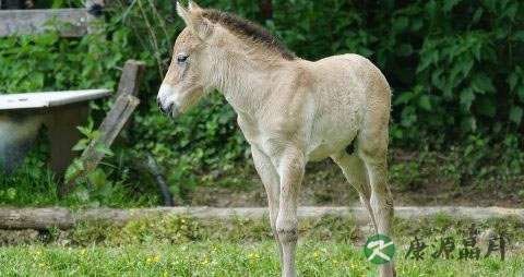 铁蛋白是什么 铁蛋白是什么