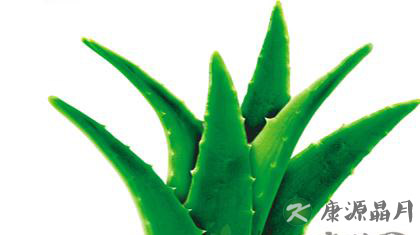 详细解读芦荟的神奇作用