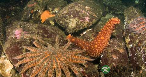 白血病吃海参好吗