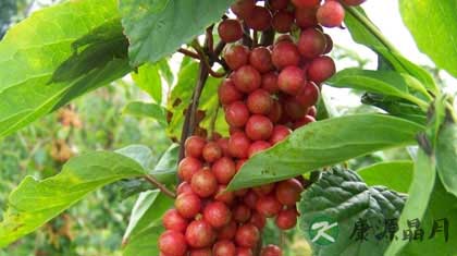 五味子的副作用