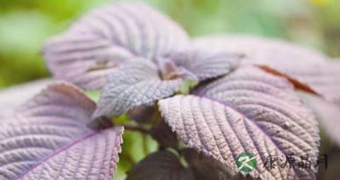 怀孕期间感冒了可以喝紫苏吗