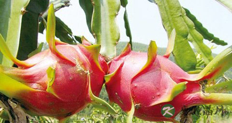 吃火龙果上火吗