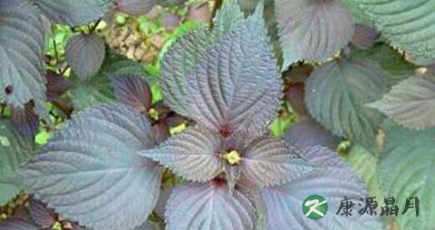 紫苏煮水可以消炎吗