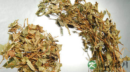 鱼腥草的功效 鱼腥草的功效