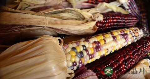 牙齿隐裂能自愈吗